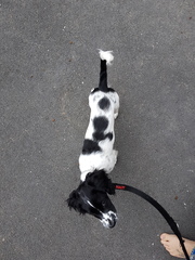 Is my puppy too thin?