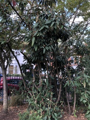 What is this tree?