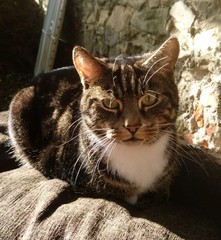 Show me your favourite pictures of your cats