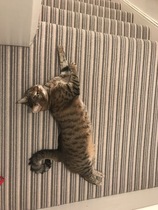 Show me your favourite pictures of your cats