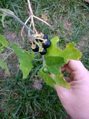 Is this nightshade?