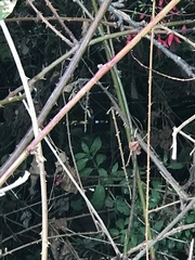 Neighbors garden