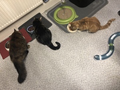 What's your DCat up to today? (Thread 7!)