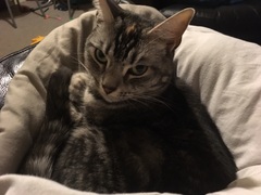 Show me your favourite pictures of your cats