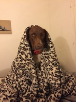 Who fancies sharing pics of their dogs?