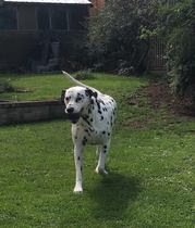 Who fancies sharing pics of their dogs?