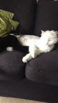 Show me your favourite pictures of your cats