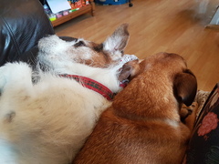 Who fancies sharing pics of their dogs?