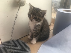 Name my kittens