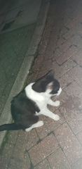 Skin and bones stray what can I do?