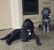 Who fancies sharing pics of their dogs?