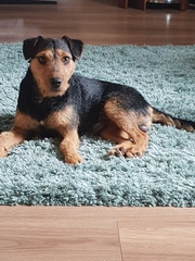 Who fancies sharing pics of their dogs?