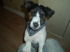 Does anyone own a Jack Russell?!