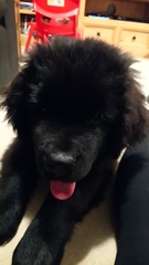 Who fancies sharing pics of their dogs?