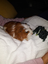 Hay and bedding for baby guinea pigs