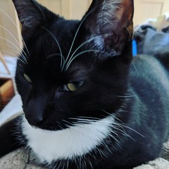 Cat obsession!