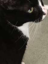 What’s this on my cats nose?