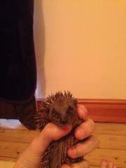 My first hedgehog.