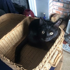 National Black Cat Day!