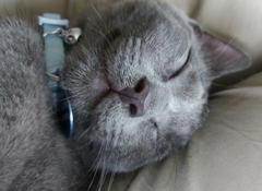 Is she a Russian Blue or have I been ripped off?