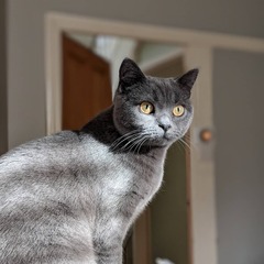 Show me your favourite pictures of your cats