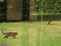 To ask you to talk to me about Bengal cats?