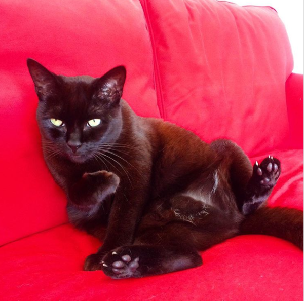 Naughty things your cat has done ?