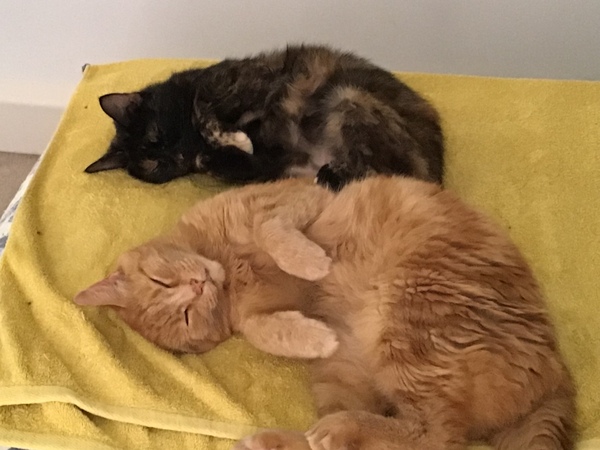 To want to find an old cat that needs me?