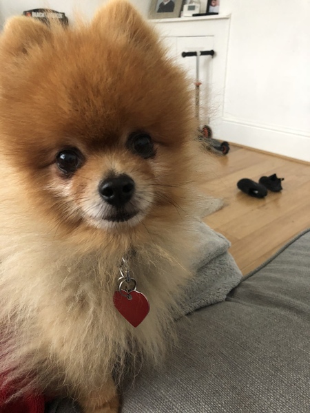 To not like dogs