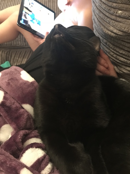Show me your favourite pictures of your cats