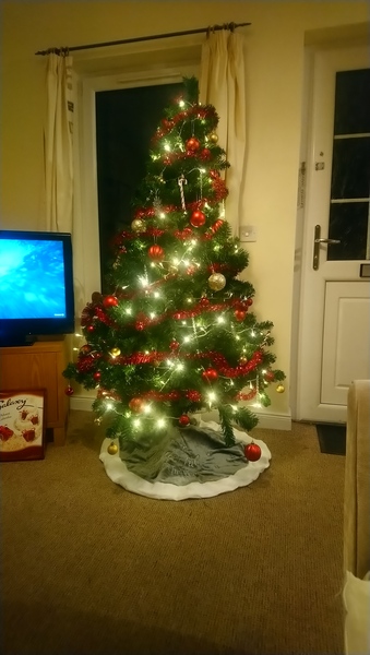 Christmas Trees in November