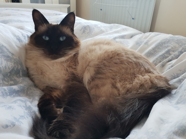 Thinking to get a (or two) Siamese kitten. Experiences please.