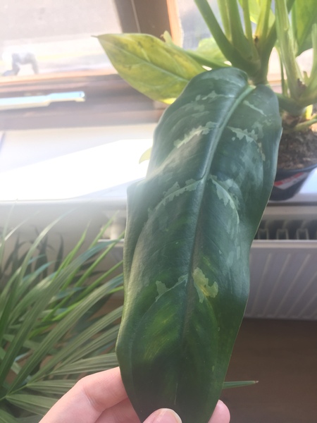 Another “what plant is this?” thread