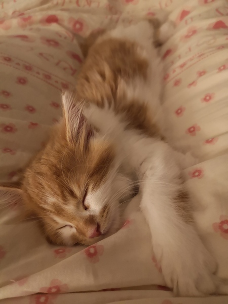 Our gorgeous new kitten