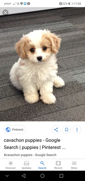 What’s my dog?