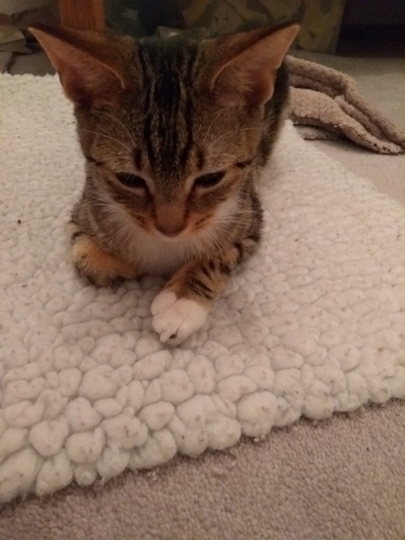 Rescue kittens arrive tomorrow! Help!!!