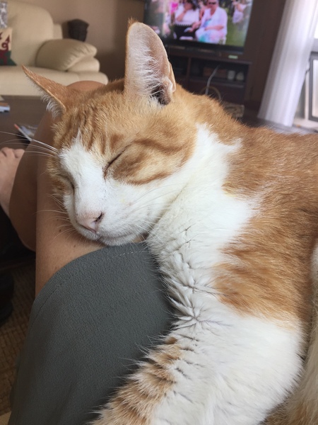 Cat in last stages of chronic kidney disease