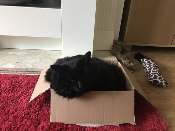 Best cat bed under £20?
