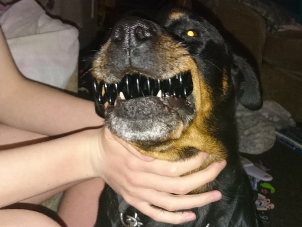 Annoying things my dog did today
