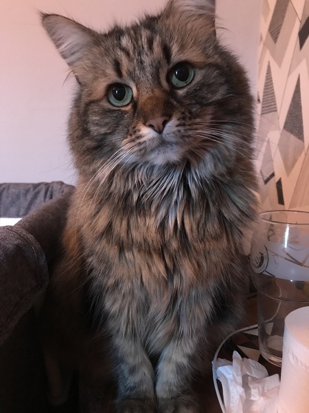 Naughty things your cat has done ?