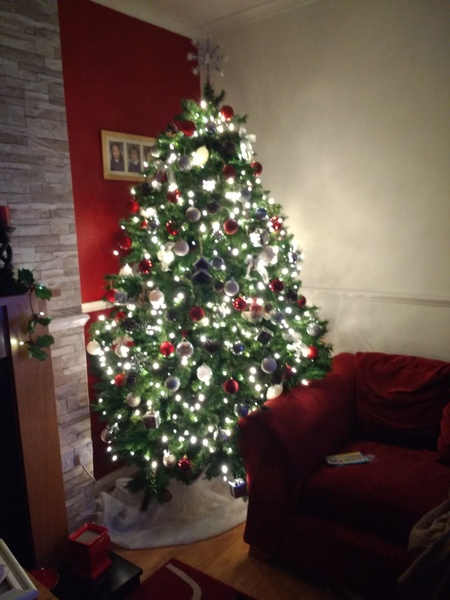 Christmas Trees in November