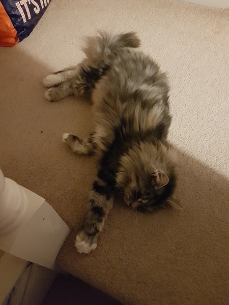 Floofy photos on Sunday