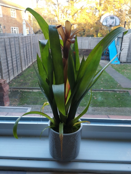 Sorry, what plant is this please?!
