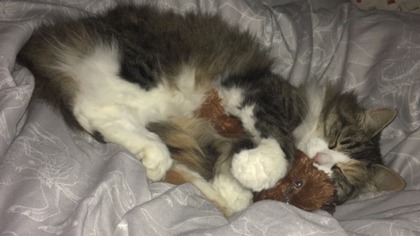 Posh or moggy?