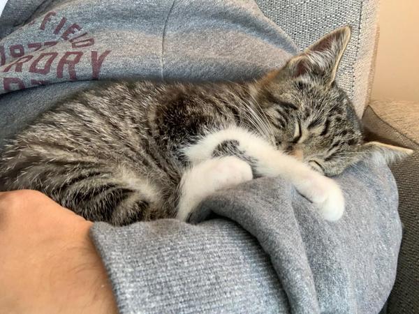 Kitten missing her mum