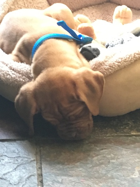 DH got a dog?
