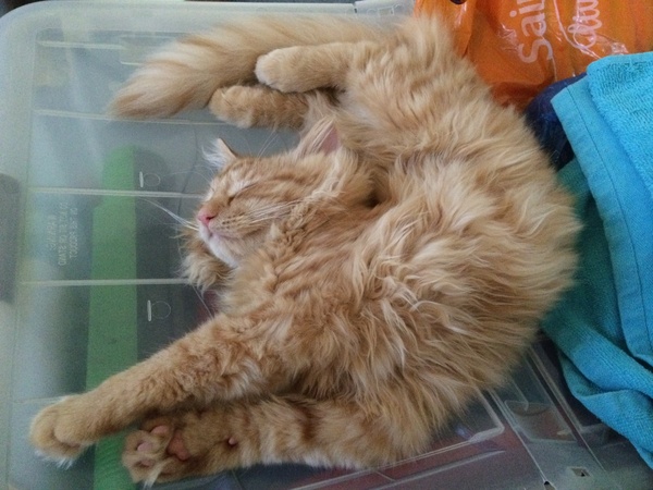 Floofy photos on Sunday