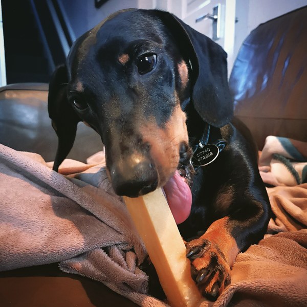 Can't believe I've only just discovered Yaks Milk Chews for dogs who like to chew EVERYTHING!!