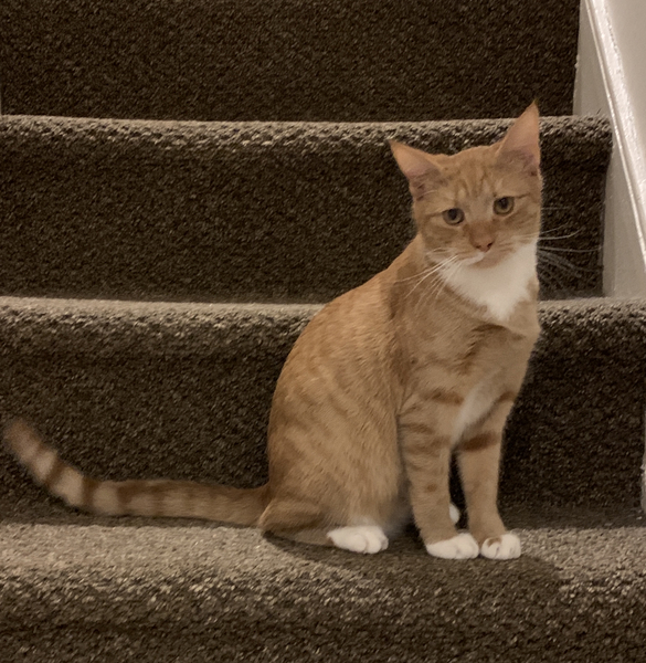 Name for Ginger Tom