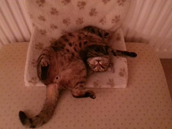 Best cat bed under £20?